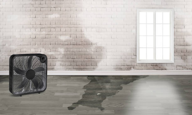 Best Mold removal after water damage  in Milford, PA